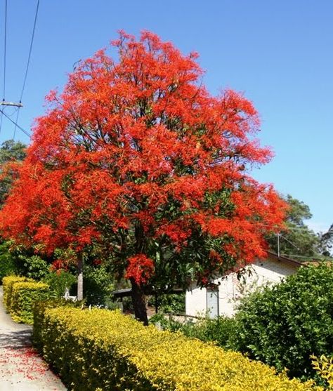 The Illawarra Flame Tree is a native of tropical Australia. It loses its leaves in the dry season and then the flowers bloom. After the flowers the leaves reappear in the wet season. Bright Red Flowers, Colour Explosion, Flame Tree, Pretty Trees, Red Blossoms, Australian Garden, Australian Native Plants, Real Christmas Tree, Bare Tree