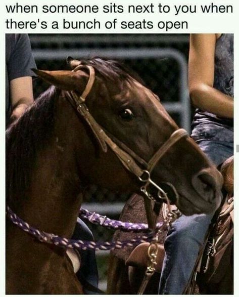 500+ Introvert Memes | ✍ - 236-240 - Wattpad Equestrian Memes, Horse Memes, Tim Riggins, Funny Horse Pictures, Horse Jokes, Funny Horses, Horse Quotes, Funny Horse, Morning Humor