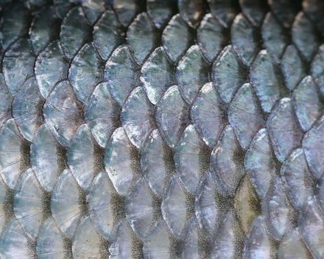 Fish Scale Pattern, Mermaid Aesthetic, Functional Food, Fish Scales, Animal Skin, Natural Forms, Patterns In Nature, Custom Canvas, Textures Patterns