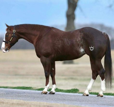 Liver chestnut rabicano Quarter mare Liver Chestnut Horse, Rabicano Horse, Chestnut Quarter Horse, Quarter Horse Mare, Liver Chestnut, Horse Colours, Chestnut Horses, Aqha Horses, Coat Inspiration