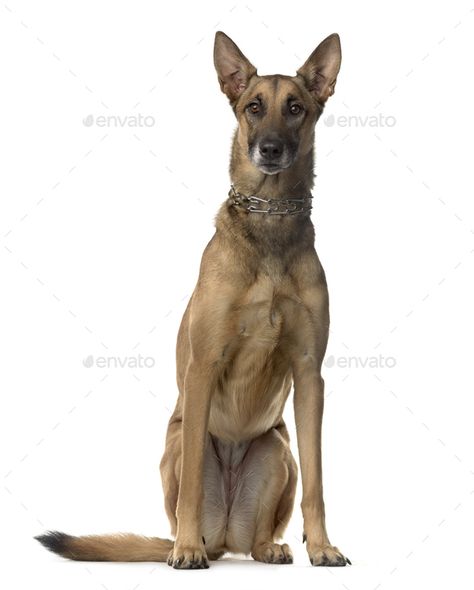 Mixed-breed Dog sitting in front of white background by Lifeonwhite. Mixed-breed Dog sitting in front of white background #AD #Dog, #sitting, #Mixed, #breed Sitting Background, Dogs Sitting, Sitting Dog, Dog Poses, Mixed Breed Dogs, Mixed Breed, Design Display, Dog Sitting, Merchandise Design