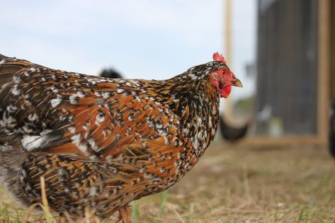 Swedish Flower Hen, Heritage Chickens, Poultry Breeds, Chickens For Sale, Chicken Care, Farm Lifestyle, Rare Breed, Coloring Eggs, Chicken Coop