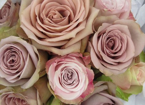 Amnesia and Faith Roses in a Wedding Bouquet Faith Rose, Amnesia Rose, Christmas Wedding Flowers, Garden Rose Bouquet, Jasmine Wedding, Rose Trellis, Mauve Wedding, Rose Varieties, Roses Vintage