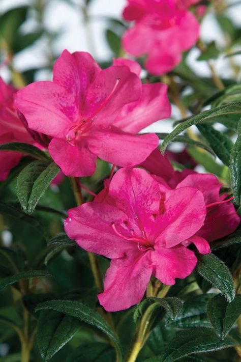 Encore Azaleas, Azalea Color, Azaleas Garden, Winter Foliage, Azalea Flower, Gardening Inspiration, Foundation Planting, Pink Azaleas, Sustainable Garden