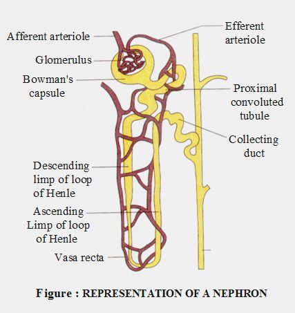 Nephron Structure And Function, Nephron Diagram Class 10, Structure Of Nephron Diagram, Nephron Diagram Easy, Structure Of Nephron, Excretory System Diagram, Nephron Anatomy, Bio Diagrams, Nephron Diagram