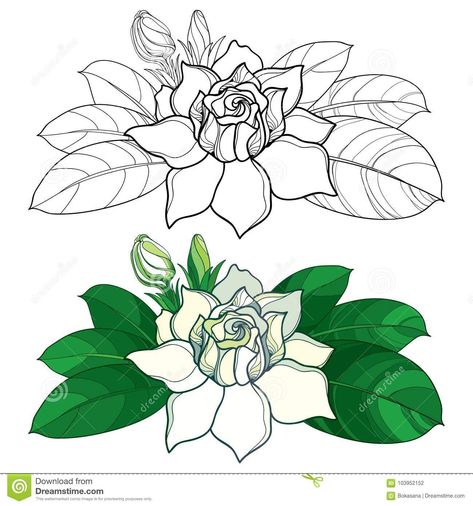 Gardina Flowers Drawing, White Gardenia Tattoo, Gardenia Drawing Flower, Gardenia Flower Tattoo, Gardenia Illustration, Gardenia Flower Outline, Gardenia Tattoo, Flower Tattoo Stencils, Headstand Yoga