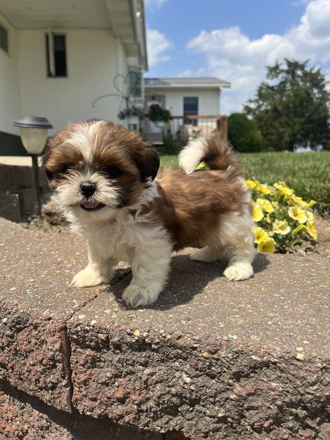 Purebred shih tzu puppiesPurebred shih tzu puppiesShih tzu puppies for sale Brown Shih Tzu, Shih Tzu For Sale, Imperial Shih Tzu, Teddy Bear Puppies, Shitzu Puppies, Shih Tzu Puppies, Infant Adoption, Cute Animals Puppies, Baby Horses