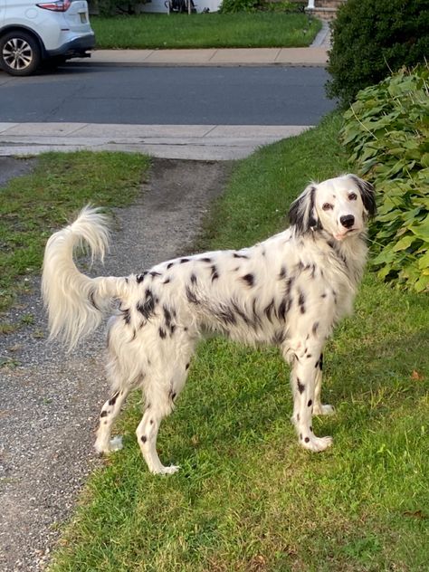 #Dalmatian #DogsOfPinterest #ExplorePage #LongCoatDalmatian #DalmatianNation Long Coat Dalmatian, Dalmatian, Long Coat, The King, Instagram Photos, Photo And Video, Instagram Photo, Animals, Instagram