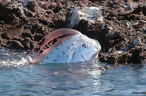 Oarfish Scary Fish, Marine Sea, Sea Serpent, Deep Sea Creatures, Sea Monster, Ocean Fishing, Underwater Creatures, Small Fish, Deep Sea Fishing