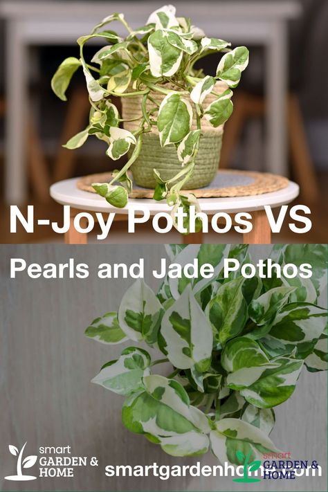 Two cultivars of the Pothos have emerged as increasingly popular among those cultivating pothos plants. So what are the differences between each one: NJoy vs Pearls and Jade Pothos? https://smartgardenhome.com/njoy-vs-pearls-and-jade-pothos/?utm_source=pinterest&utm_medium=smartgardenhome&utm_campaign=publer #garden #pothos Pearl Jade Pothos, Pearl And Jade Pothos, Pearls N Jade Pothos, Types Of Pothos, Pothos Plant Decor, Njoy Pothos Plant, Njoy Pothos, Different Types Of Pothos Plants, Pothos Plant Pearls And Jade