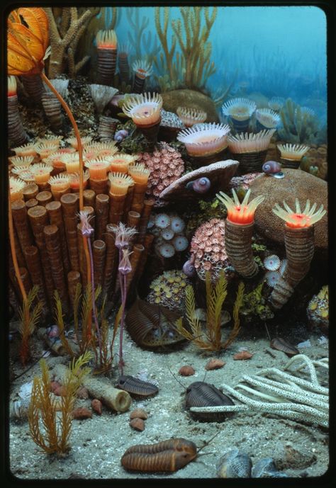 DIORAMA In Pictures: The Coral Reef Archive | PBS Digital Studios Coral Reef Photography, Fauna Marina, Sea Plants, Sea Floor, Underwater Scene, Beautiful Sea Creatures, Underwater Creatures, Sea Coral, Underwater Life