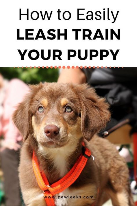 How to Leash Train Your Puppy How To Train A Puppy To Walk On A Leash, How To Leash Train A Puppy, Puppy Leash Training, Baby Frenchie, Train Puppy, Leash Training Puppy, Puppy Essentials, Corgi Breeds, Train Your Puppy