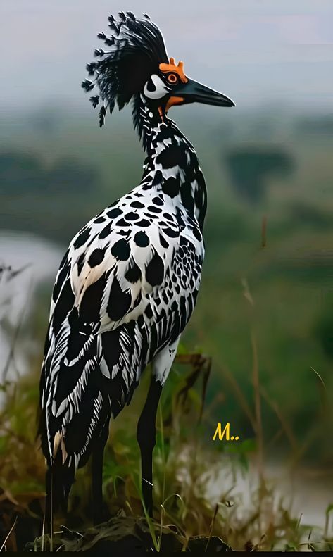 Birds Photography Nature, Amazing Birds, Rare Birds, Pretty Animals, Exotic Birds, Pretty Birds, Colorful Birds, Cute Birds, Birds Of Prey