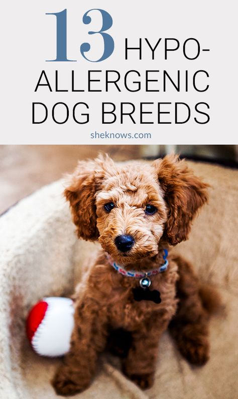 Got Allergies? These Hypoallergenic Dog Breeds Are Your New Best Friends – Page 13 – SheKnows Hyper Allergenic Dogs Breeds, Best Hypoallergenic Dogs, Family Dogs Breeds, Hypoallergenic Dog Breed, Doodle Dogs, Hypoallergenic Dogs, Family Dog, Dog Allergies, Best Dog Breeds