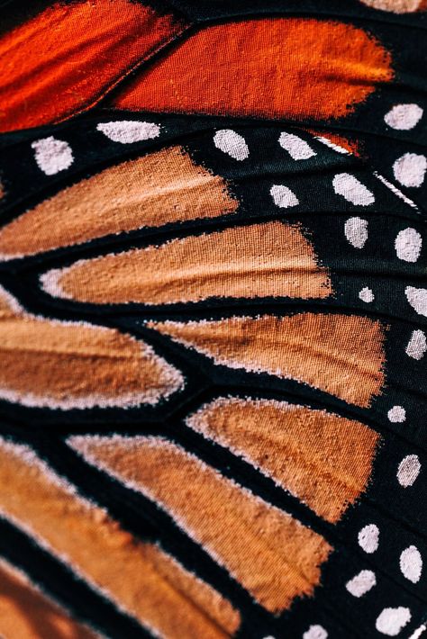 Butterfly Wings Pattern, Boothbay Harbor Maine, Close Up Art, Fresh Cuts, Boothbay Harbor, Monarch Butterflies, The Monarch, Butterfly Painting, Butterfly Wing