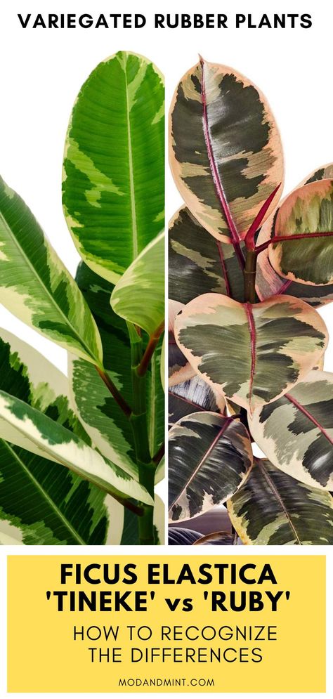 Ruby Ficus, Ficus Elastica Tineke, Mint Plant Care, Rubber Plant Care, Grow Lamps, Mint Plants, Ficus Elastica, Rubber Plant, Leaf Coloring