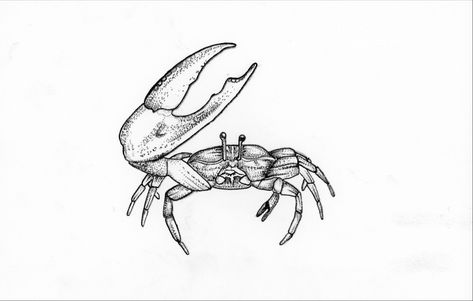 Fiddler Crab Tattoo, Maryland Blue Crab Tattoo, Crawdad Tattoo, Tat Drawings, South Carolina Tattoo, Fiddler Crab, Crab Tattoo, Maryland Blue Crab, Birthday Tattoo