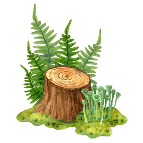 Premium Photo | Tree Stump Isolated on Transparent Background Tree Stump Sketch, Tree Stump Watercolor, Tree Stump With Roots Drawing, Mossy Log Illustration, Redwood Tree Illustration, White Background Template, Forest Wildlife, Forest And Wildlife, Growing Greens