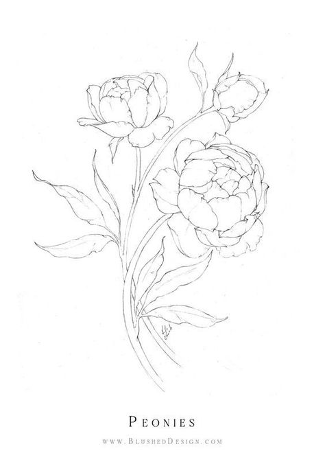 Hand Drawn Peonies, Peony Patchwork Tattoo, Peonie Flower Drawings, Feminine Tattoos Stencil, Peonies Outline Drawing, Pioni Flowers Drawing, Flower Drawing Peony, How To Draw Peony Flowers, Growing Flower Drawing