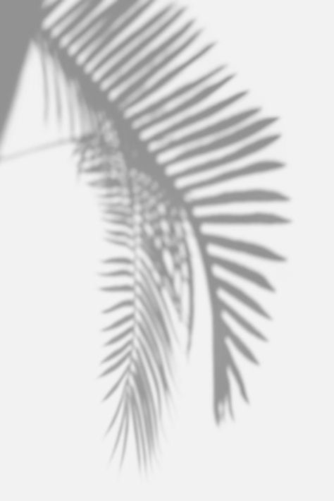 Download premium psd / image of Shadow of palm leaves design element by Teddy about palm shadow, plant shadow black and white, palm leaf black and white, black and white backdrop, and nature 2410650 Shadow Black And White, Palm Leaf Shadow, Black And White Backdrop, Leaf Black And White, Palm Shadow, Plant Shadow, Portrait Photography Lighting, Homemade Garden Decorations, White Aesthetics