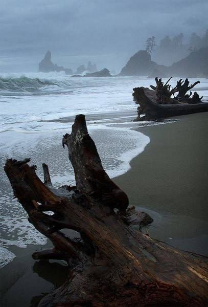 Washington State, Zumba, Driveway, Pacific Northwest, Beautiful World, Mother Nature, Hydrangea, The Ocean, Beautiful Nature