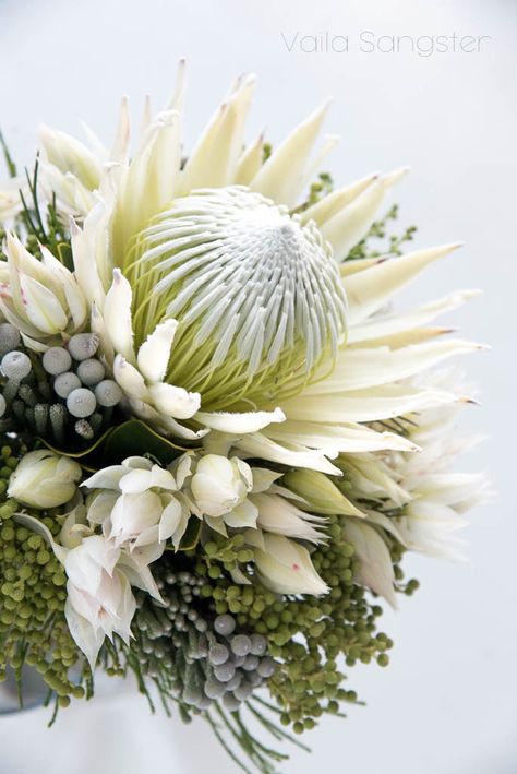 The white King protea. Absolutely beautiful and just as rare, the white king is totally fabulous no matter what you decide to do with it. White Protea Flower, White King Protea Wedding Bouquet, White Protea Arrangement, White King Protea Bouquet, Rare Flower Bouquet, White Protea Bouquet Wedding, White Protea Bouquet, White Protea Wedding, Protea Flower Wedding