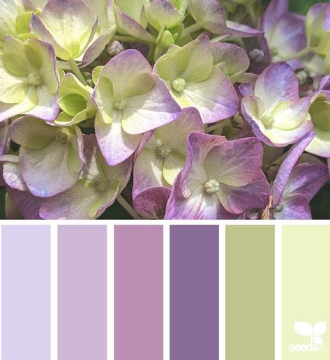 Design Seeds Color Palette, Seeds Color Palette, Lavender Color Palette, Lawn Ideas, Seeds Color, Hue Color, Color Schemes Colour Palettes, Pastel Colour Palette, Design Seeds