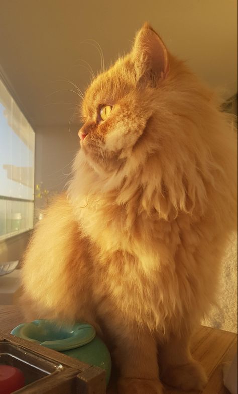 Ginger Cat Aesthetic Fluffy, Aesthetic Persian Cat, Orange Persian Cat Aesthetic, Ginger Persian Kitten, Fluffy Orange Cat Aesthetic, Ginger Fluffy Cat, Persian Cat Aesthetic, Ginger Persian Cat, Fluffy Ginger Cat