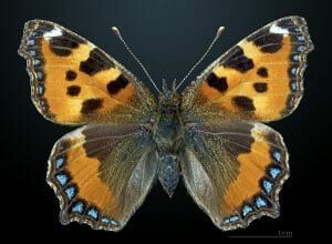 Bilateral Symmetry - Definition and Examples | Biology Dictionary Bilateral Symmetry, Insect Life Cycle, Vanessa Cardui, Butterfly Bedding, Geometry In Nature, Butterfly Images, Beautiful Bugs, Human Male, Butterfly Painting