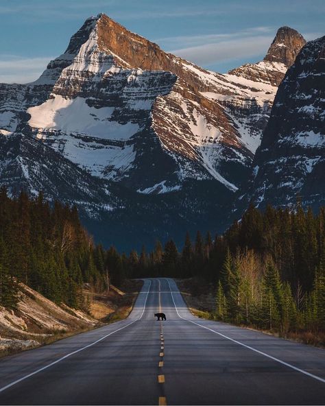 Banff Road Trip, Icefields Parkway, Beautiful Roads, Camping Destinations, Dog Camping, Frame Ideas, Camping Fun, Canadian Rockies, Banff National Park