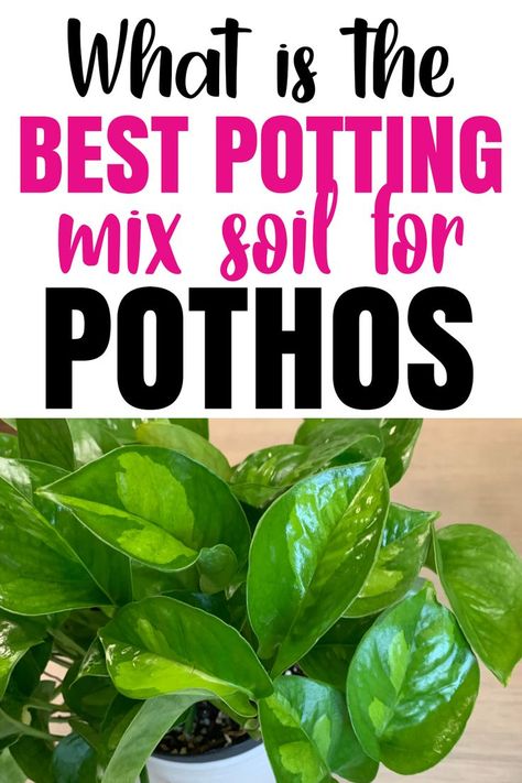 Mixed Pothos In One Pot, Soil Mixture For Indoor Plants, Pothos Soil Recipe, Houseplant Soil Mixture, How To Care For Pothos Plant, Repotting Pothos Plant, Soil For Pothos, Soil Mix For Indoor Plants, Growing Pothos