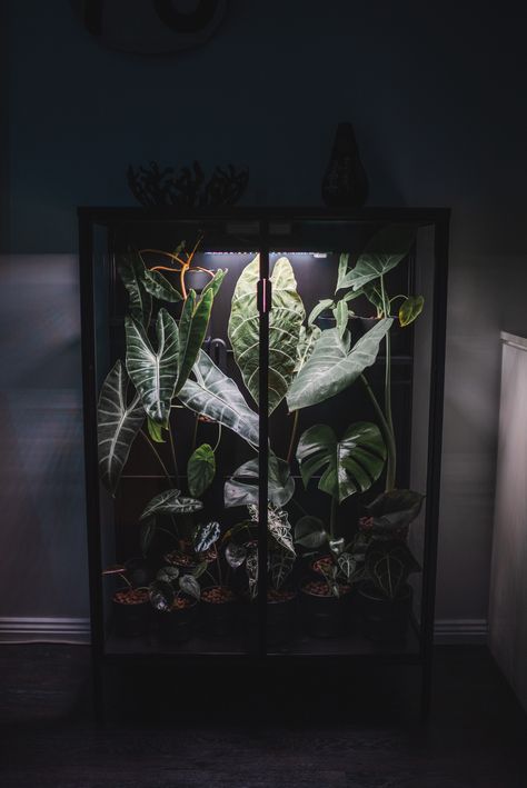 Åkerbär Ikea Greenhouse, Indoor Greenhouse Cabinet, Ikea Rudsta, Ikea Terrarium, Cabinet Greenhouse, Plant Sanctuary, Plants Corner, Plant Cabinet, Greenhouse Cabinet