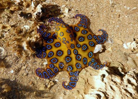 Blue-Ringed Octopus Facts, Habitat, Life Cycle, Venom, Pictures Octopus Species, Octopus Pictures, Weird Nature, Ringed Octopus, Octopus Tattoo Sleeve, Molluscs, Sea Anemone, Save Our Oceans, Octopus Tattoo