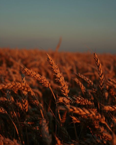 Rock N Roll Aesthetic, Irish Goddess, Golden Wheat, Wheat Field, Cosmetic Sets, Wheat Fields, Fields Photography, Forest Fairy, Greek Gods