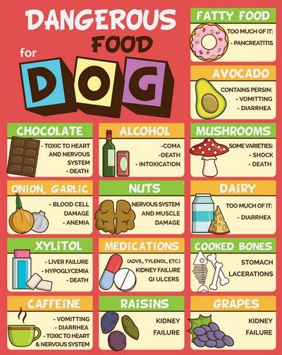 7 Human Foods Dogs Can't Eat and What Happens (Based on Studies) Food Dogs Cant Eat, Things Dogs Cant Eat, Dangerous Foods For Dogs, Toxic Foods For Dogs, Pasti Fit, Foods Dogs Can Eat, Doggy Treats, Food Infographic, Dog Food Brands