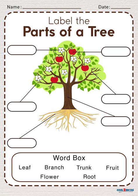 Parts of a Tree Worksheet | Cool2bKids Parts Of A Tree Worksheet, Parts Of A Tree, Tree Worksheet, Plants Worksheets, Family Tree Worksheet, Trees For Kids, Fun Worksheets For Kids, Planting For Kids, English Activities For Kids