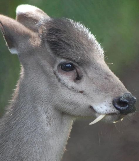 Deer Moodboard, Deer With Fangs, Fanged Deer, Deer Sanctuary, Tufted Deer, Feral Oc, Extraordinary Animals, Random Animals, Deer Species