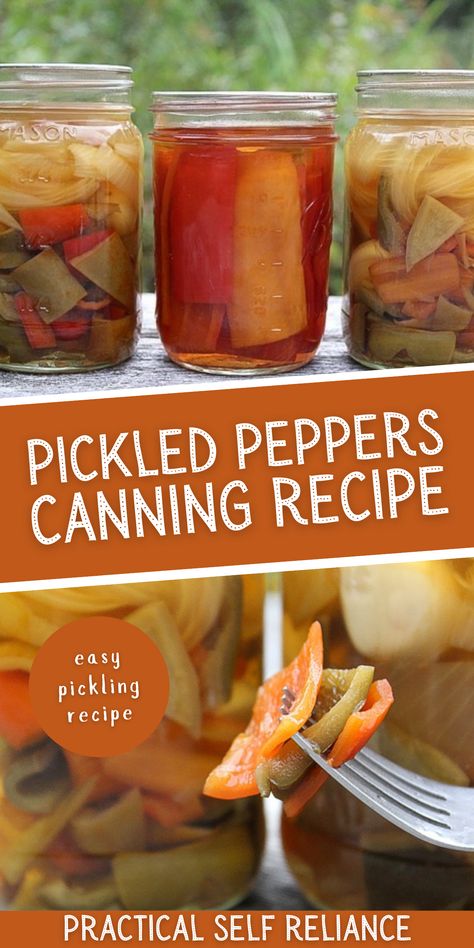 Pickled Peppers Canning Recipe - Thinking about pickling some peppers? You'll want to try this easy pickling recipe for canning! Learn how to pickle peppers of all kinds. From hot peppers to sweet banana peppers to jalapeno peppers! Pickle Peppers Canning, Pickled Bell Peppers Recipe Canning, Pickled Sweet Banana Peppers Recipe Canning, Pressure Canning Peppers, Pickled Sweet Peppers Canning, Pickled Peppers Canning, Green Pepper Canning Ideas, Canning Pepercinni, Refrigerator Banana Peppers Recipe