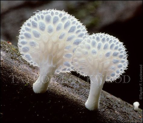 fungi Mushroom Pictures, Lichen Moss, Plant Fungus, White Mushrooms, Mushroom Fungi, Wild Mushrooms, Mushroom Art, Foto Art, Patterns In Nature