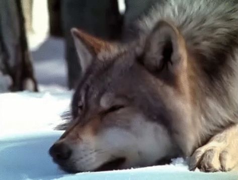 Therian Gif, Wolf Stimboard, Silly Wolves, Wolf Pfp, Wolf Gif, Wolf Therian, Twilight Wolf, Wolf Eyes, Wolf Images