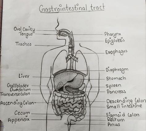 Sigmoid Colon, Gastrointestinal Tract, Cavities, Anatomy, Track, Quick Saves, Art