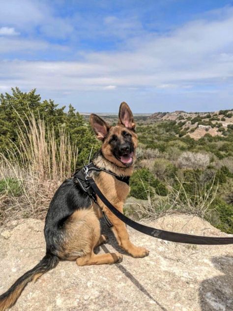 Service Dog German Shepherd, Walking German Shepherd, Short Haired German Shepherd, American German Shepherd, German Shepherd Aesthetic, German Shepherd Breeders, German Sheperd Dogs, Reactive Dog, Gsd Dog