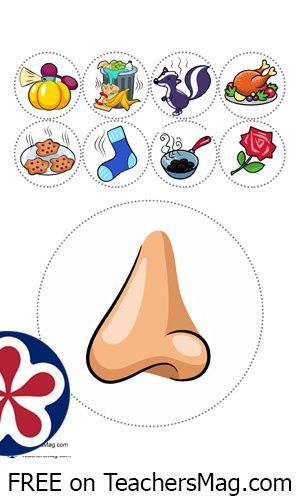 Senses Sorting Activity, Family Activities Kindergarten, Five Senses Preschool, 5 Senses Activities, Senses Preschool, Body Preschool, Senses Activities, Homeschool Preschool Activities, Kindergarten Coloring Pages