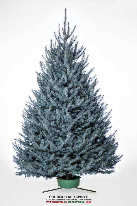 Learn more about Colorado Blue Spruce and 19 other real, natural Christmas tree varieties with our tree guide! Colorado blue spruce remains a popular Christmas tree because of its lovely silver-blue color. Branches are stiff and hold heavy ornaments well. Blue spruce needles are quite sharp, so be sure to wear gloves and long-sleeves when handling. Blue Spruce Christmas Tree, Christmas Tree Varieties, Grand Fir, Colorado Blue Spruce, Natural Christmas Tree, Leyland Cypress, Spruce Christmas Tree, Fraser Fir, Felt Tree