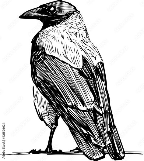 Crow Images, Crows Drawing, Raven Bird, Bird Sketch, Crow Art, Raven Art, Image Film, Crows Ravens, Bird Artwork