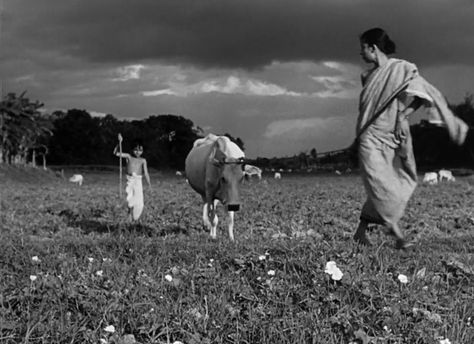 Pather Panchali, Bengali Poems, Satyajit Ray, Ray Film, Bengali Art, Visual Poetry, Film Art, Human Art, Art Memes