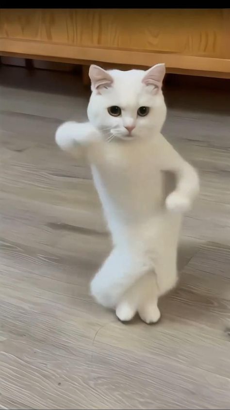 Fat Cats Funny, Cats Dancing, Rare Albino Animals, Animals With Captions, Funny Animal Clips, Cute Fluffy Puppies, Chill Music, Funny Animals With Captions, Animal Humour