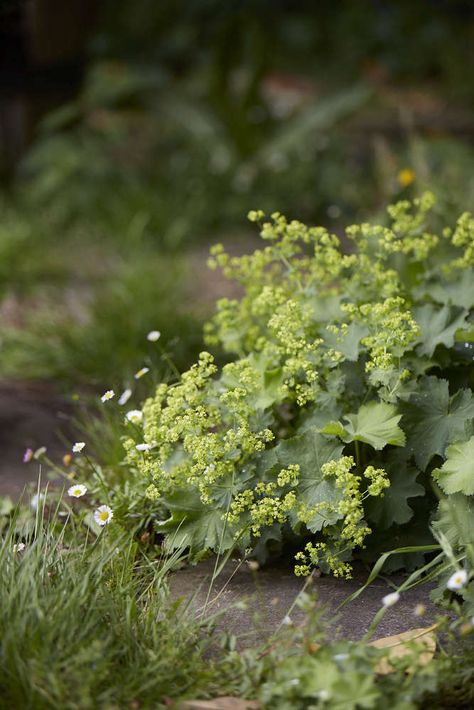 Gardening 101: Lady’s Mantle - Gardenista Alchemilla Mollis, Lady's Mantle, English Cottage Garden, Gardening 101, Seasonal Garden, Landscaping Tips, Different Plants, Perennial Garden, Garden Signs