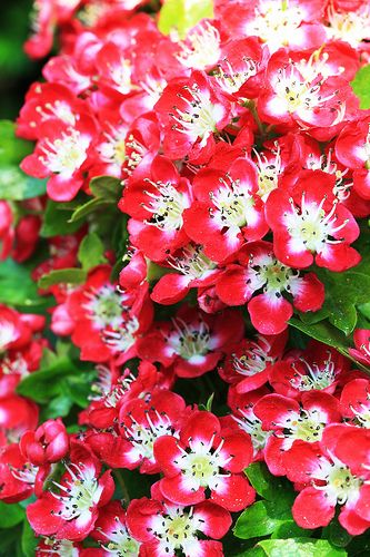 Red Hawthorn Flower | Hawthorn Flowers Plants Tattoo Sleeve, Hawthorne Flower, Hawthorn Flowers, Hawthorn Flower, Plants Tattoo, May Birth Flowers, Trendy Plants, Flower Sleeve, Birth Flower Tattoos