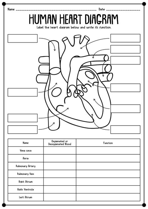 Anatomy And Physiology Worksheets, Human Heart Diagram, Life Science Classroom, Human Body Worksheets, Paramedic School, Heart Diagram, Biology Worksheet, Anatomy Coloring Book, Biology Classroom